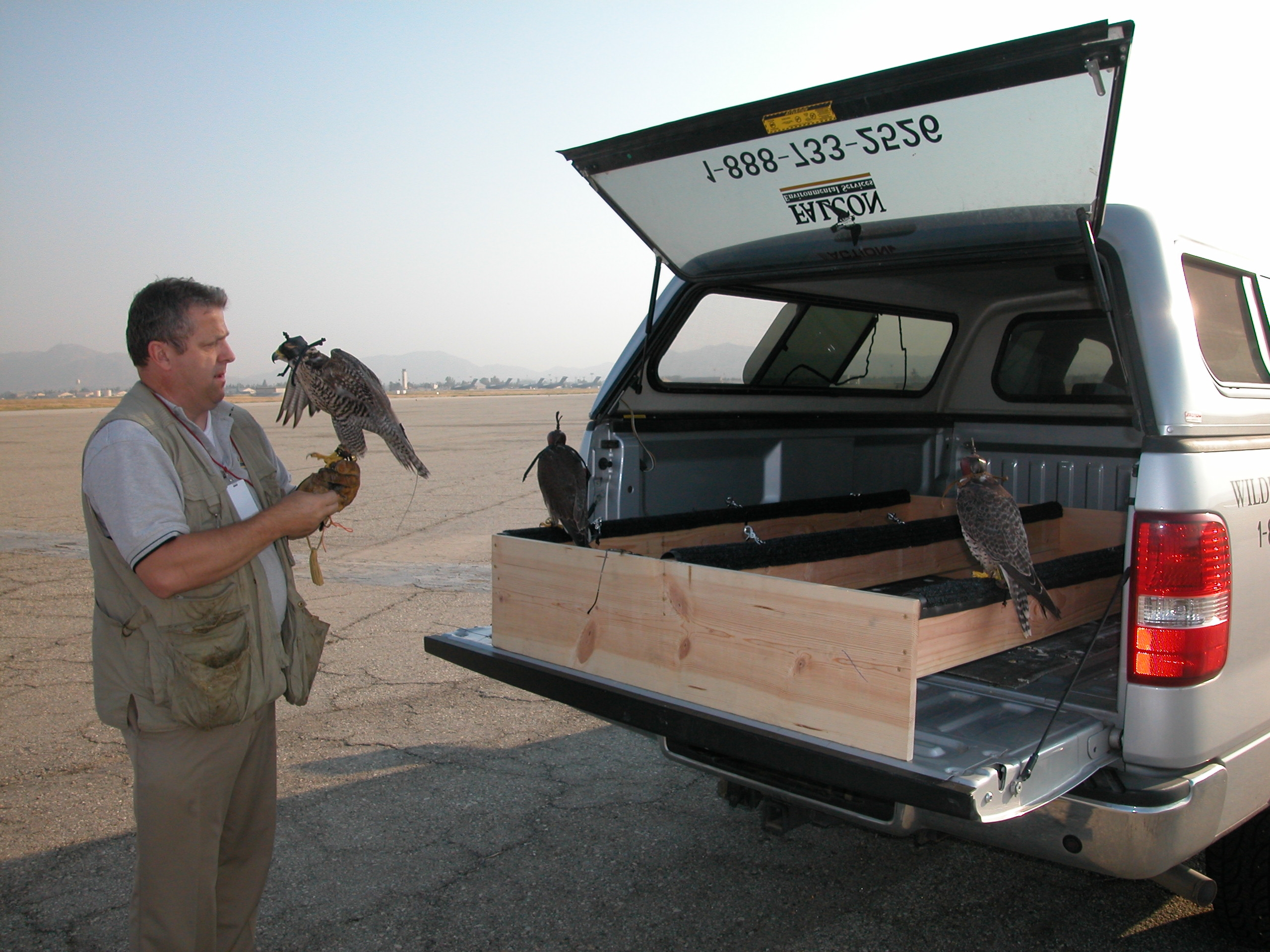 photo of a pickup truck with bed cap and three rows of perches along the length of the bed. there are two falcons on the perches, plus a third being held by someone standing behind the truck. they have some kind of apparatus around their necks and heads which i assume is some form of weapondry they use against their targets and not some crude and cruel means of the falconer to manipulate them