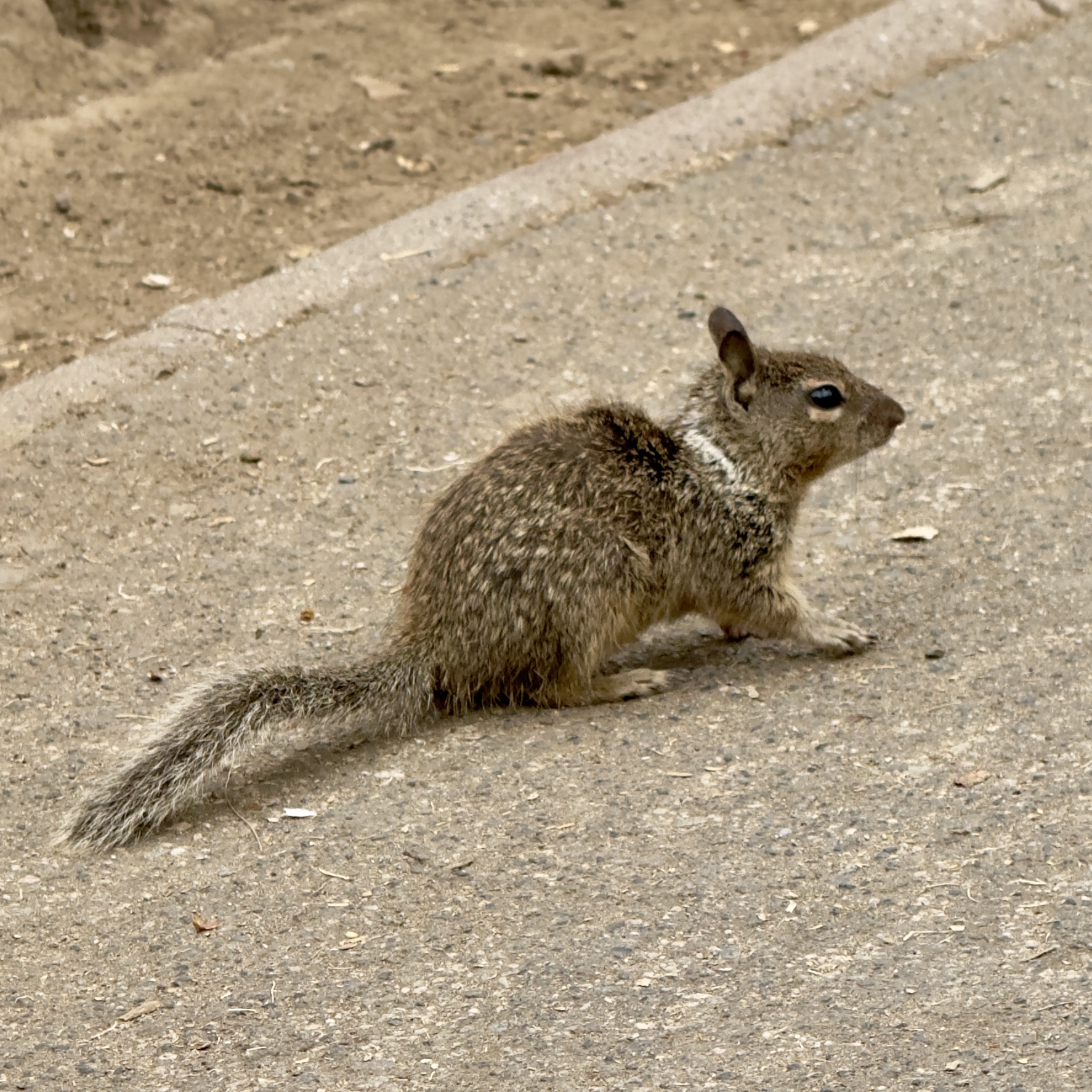 Ground Squirrels in abundance today