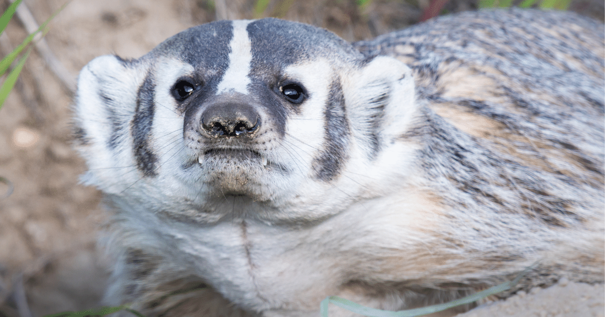 American-Badger-by-Jillian-Cooper-Getty-Images.png